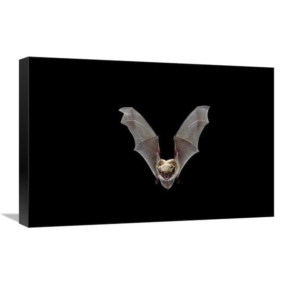 16 x 24 in. Yuma Myotis Bat, Female Flying, Drake Creek, Lake County, Oregon Art Print - Michael Durham