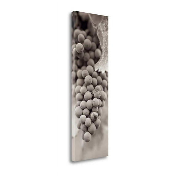 16" x 47" Grapes Pano - 1 By Alan Blaustein - Print on Canvas Fabric Multi-Color