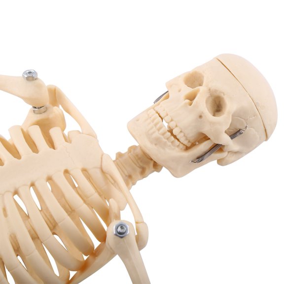 17.7 Inches Anatomical Human Skeleton Model with Stand and Base - Medical Study Anatomy Skull Skeleton Decor (45 cm)