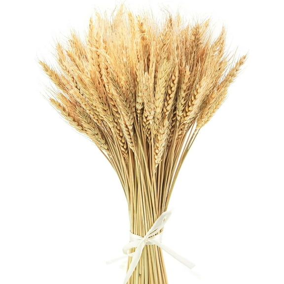 17.7 Inches Dried Wheat Stalks, 200 Stems Dried Flowers 100% Natural Wheat for Home Kitchen Wedding Party Table Centerpiece Harvest Wreath Boho Farmhouse DIY Decoration
