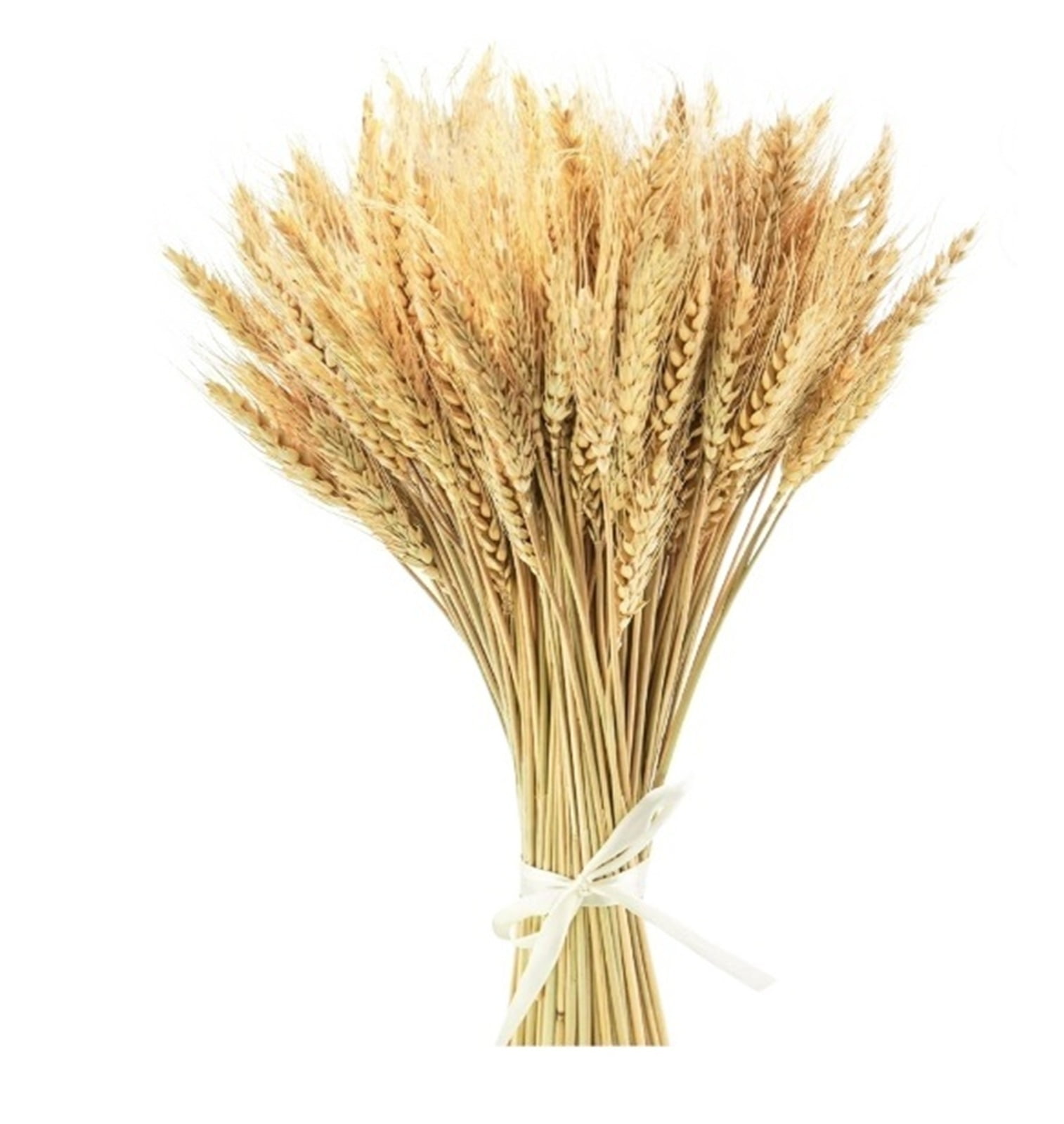 17.7 Inches Dried Wheat Stalks, 200 Stems Dried Flowers 100% Natural Wheat for Home Kitchen Wedding Party Table Centerpiece Harvest Wreath Boho Farmhouse DIY Decoration
