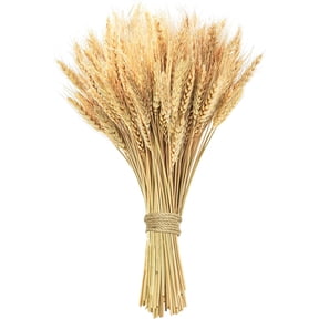 17.7 inches Dried Wheat Stalks, 100 Stems Dried Flowers 100% Natural Wheat for Home Kitchen Office Flowers Arrangement Wedding Table Farmhouse Boho Party Fall Dcor