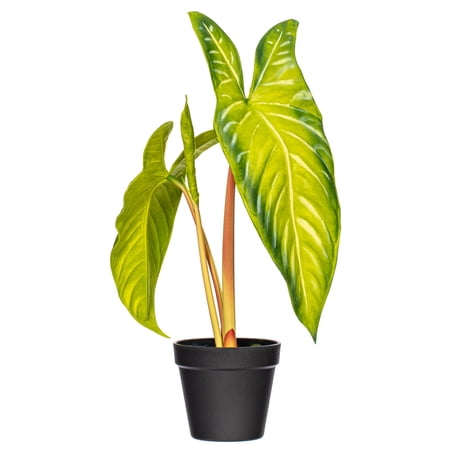 17" Green Alocasia Frydek Potted