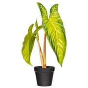 17 Green Alocasia Frydek Potted