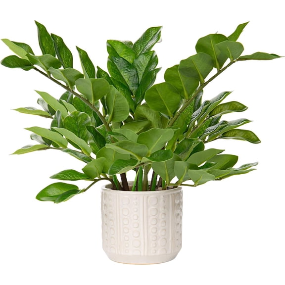 17 Inch Artificial ZZ Plant in Ceramic Pot with Silk Leaves