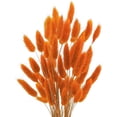 thumbnail image 1 of 17’’ Natural Bunny Tails Dried Flowers, 50 Pcs Dried Lagurus Ovatus, Dried Pampas Grass for Flower Arrangements Wedding Centerpieces Home Boho Baby Shower Party Fall Decorations (Orange), 1 of 4
