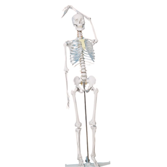 176cm Height Human Skeleton Model Life Size Human Bone Anatomy Model for Classroom Demonstrations and Laboratory Use