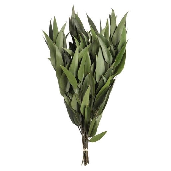 18-20 in. Green Weeping Willow Eucalyptus - 5-6 oz