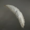 thumbnail image 1 of 18-24" (46-61 cm) 1/4 lb Natural Ostrich Feather Wedding Centerpiece Decor - Spads, 1 of 1