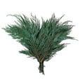 thumbnail image 1 of 18-24" Port Orford Cedar Branches - 16oz, 1 of 2