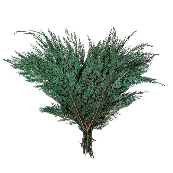 18-24" Port Orford Cedar Branches - 16oz