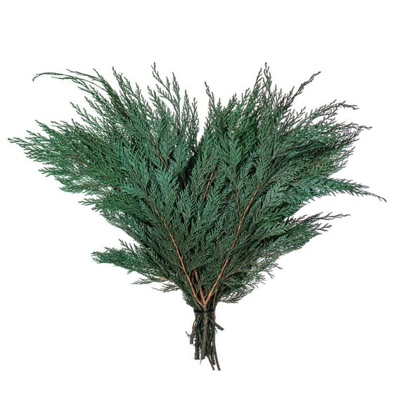 18-24" Port Orford Cedar Branches - 16oz