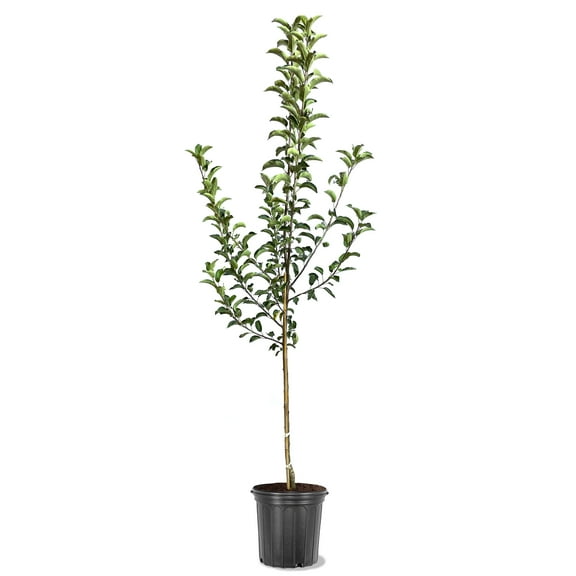 Expert Gardener 2-3 ft tall Honey Gold Apple Live Tree in 5-Gallon Grower Pot