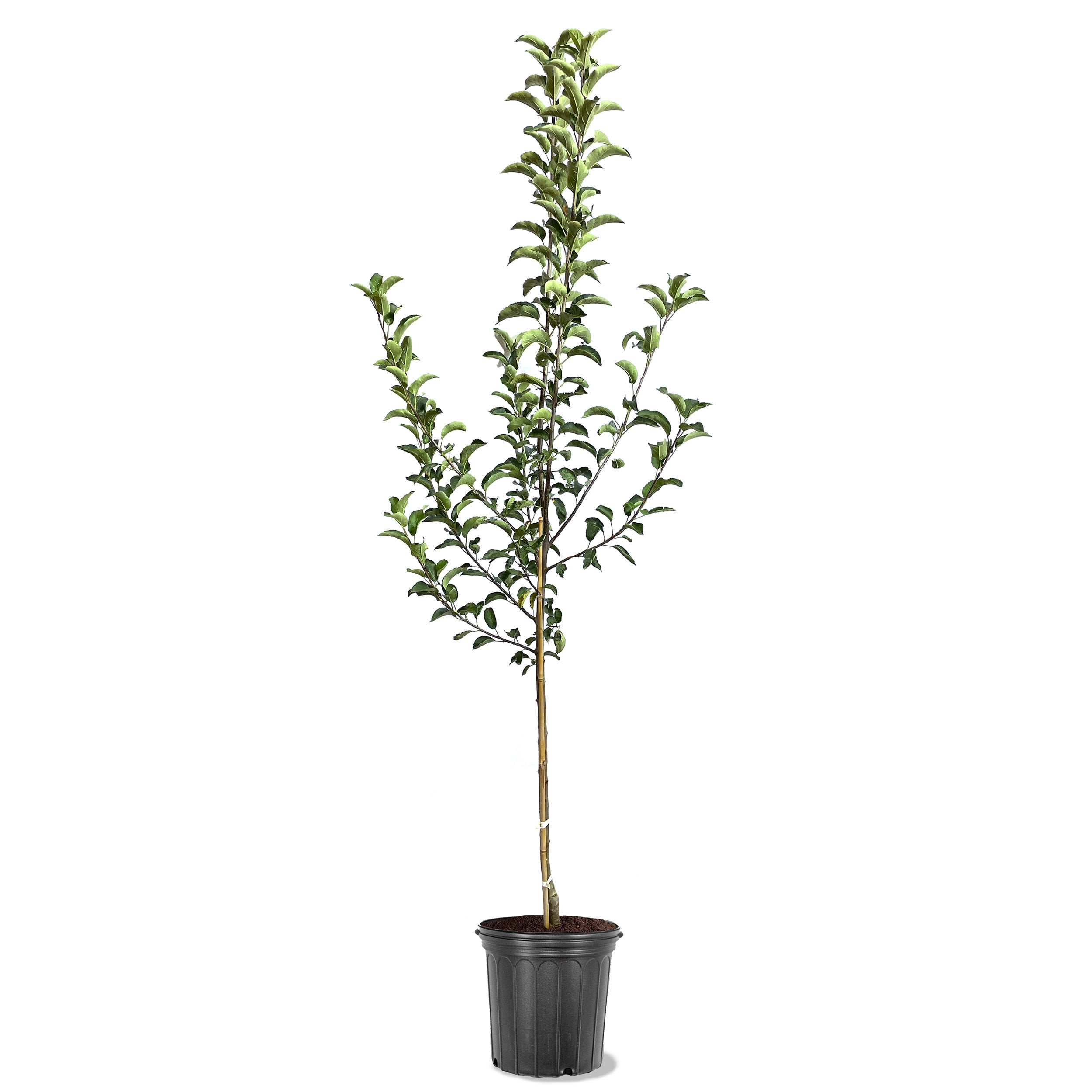 Expert Gardener 2-3 ft tall Pink Lady Apple Live Tree in 5-Gallon Grower Pot