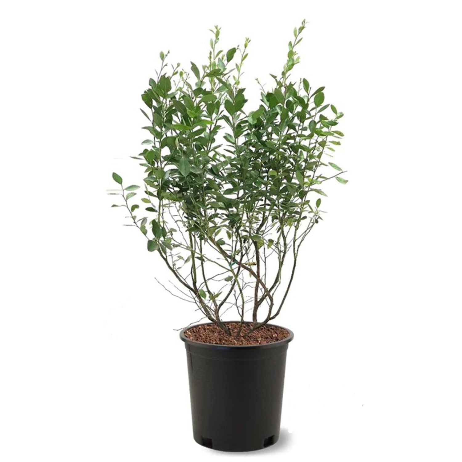 Expert Gardener 2-3 ft tall Arlen Northern Highbush Blueberry Live Shrub in 5-Gallon Grower Pot