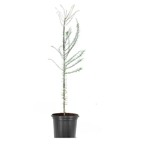 Expert Gardener 2-3 ft tall Bald Cypress Live Tree in 5-Gallon Grower Pot
