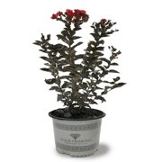 Black Diamond Blooms 18-24" Crimson Red Crape Myrtle Live Plants with 3 gal. Grower Pot