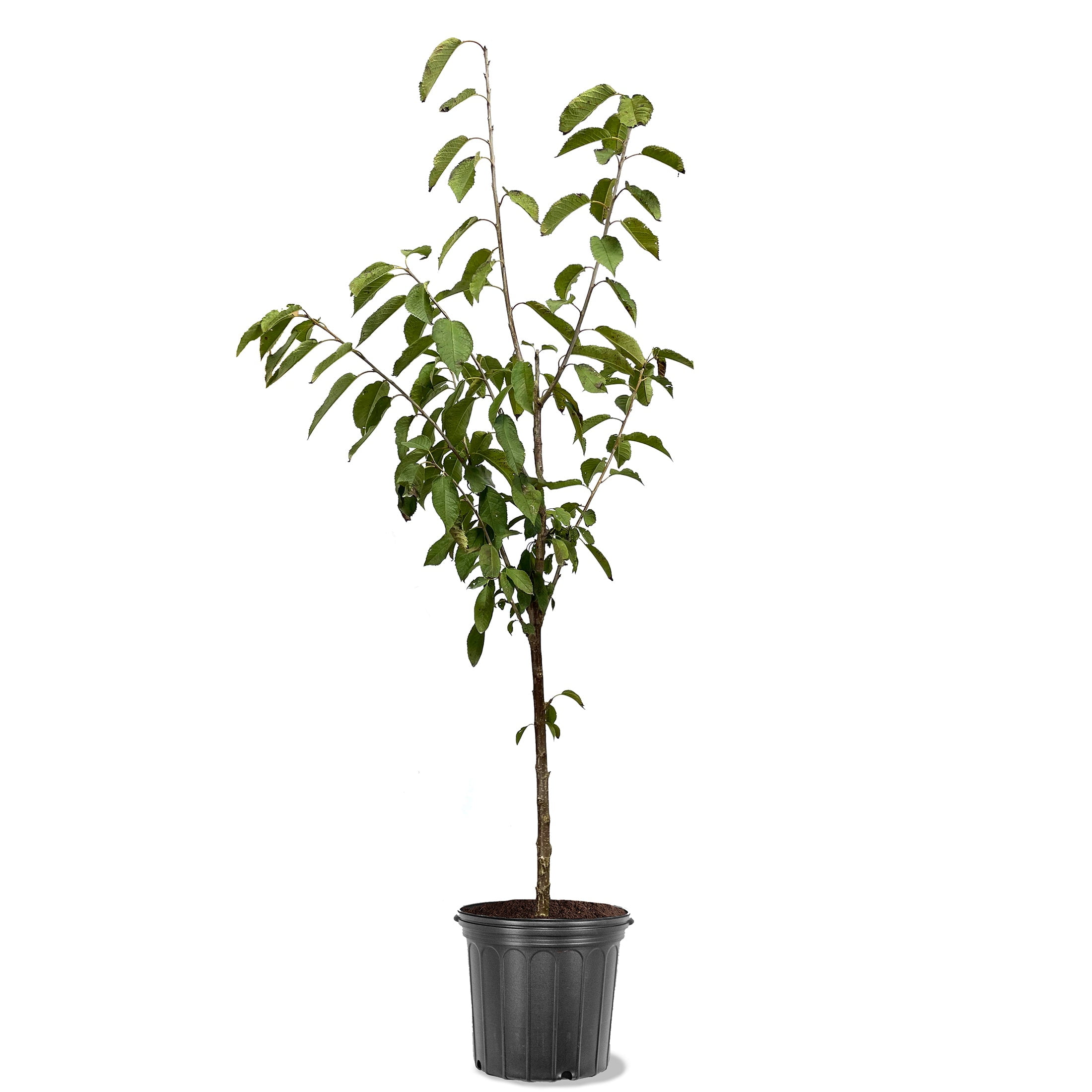 Expert Gardener 2-3 ft tall Black Tartarian Fruiting Cherry Live Tree in 5-Gallon Grower Pot