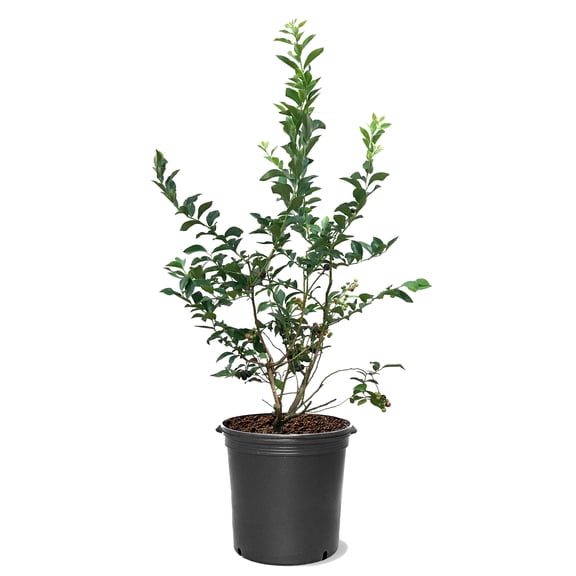 Expert Gardener 2-3 ft tall Brightwell Rabbiteye Blueberry Live Shrub in 5-Gallon Grower Pot