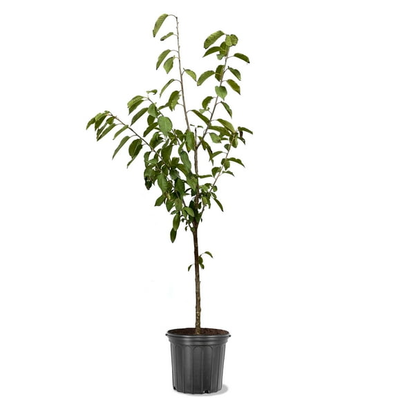 Expert Gardener 2-3 ft tall Coral Champagne Fruiting Cherry Live Tree in 5-Gallon Grower Pot