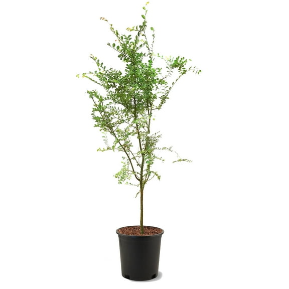 Expert Gardener 2-3 ft. tall Drake Elm Live Tree in 5-Gallon Grower Pot