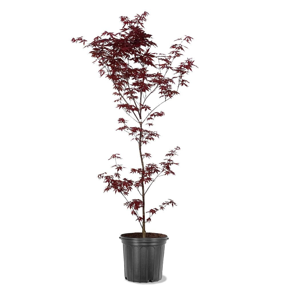Expert Gardener 18