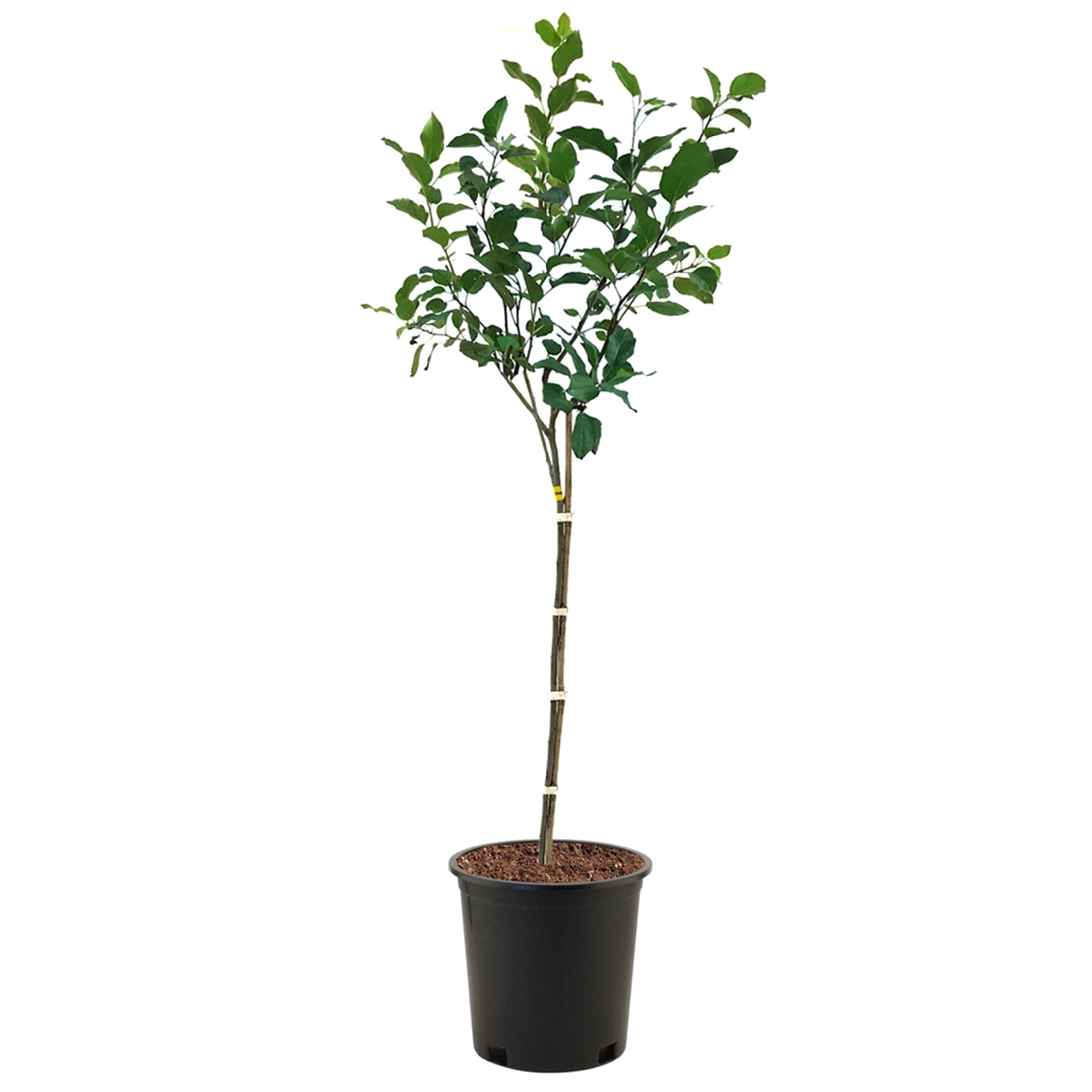 Expert Gardener 2-3 ft tall Gala Apple Live Tree in 5-Gallon Grower Pot