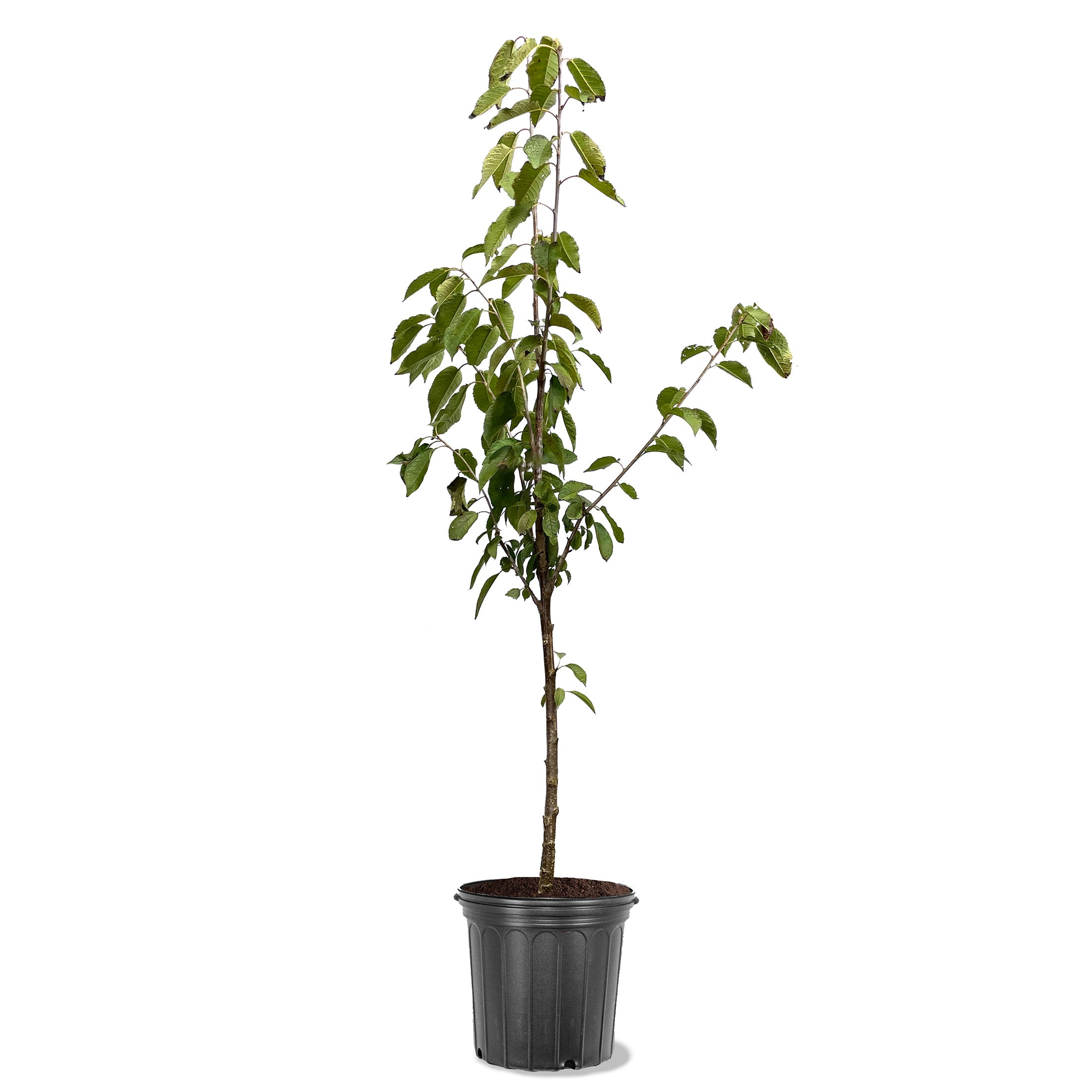 Expert Gardener Kwanzan Pink Flowering Cherry Live Tree, 2-3 ft