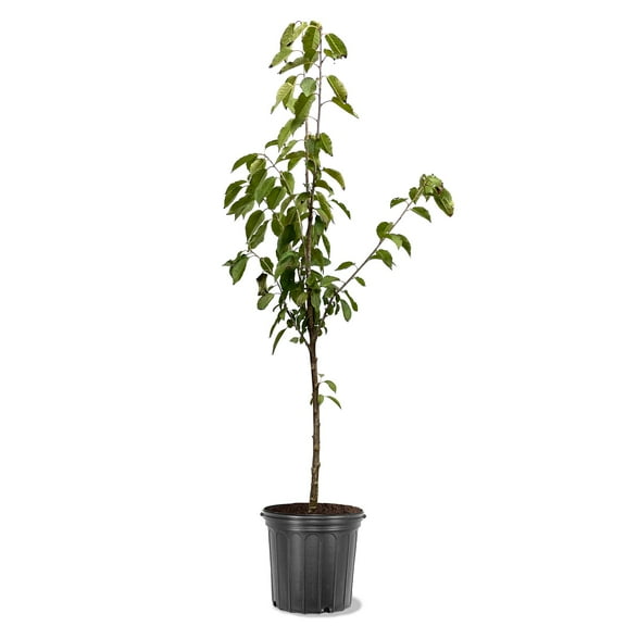 Expert Gardener 2-3 ft tall Kwanzan Pink Flowering Cherry Live Tree in 5-Gallon Grower Pot