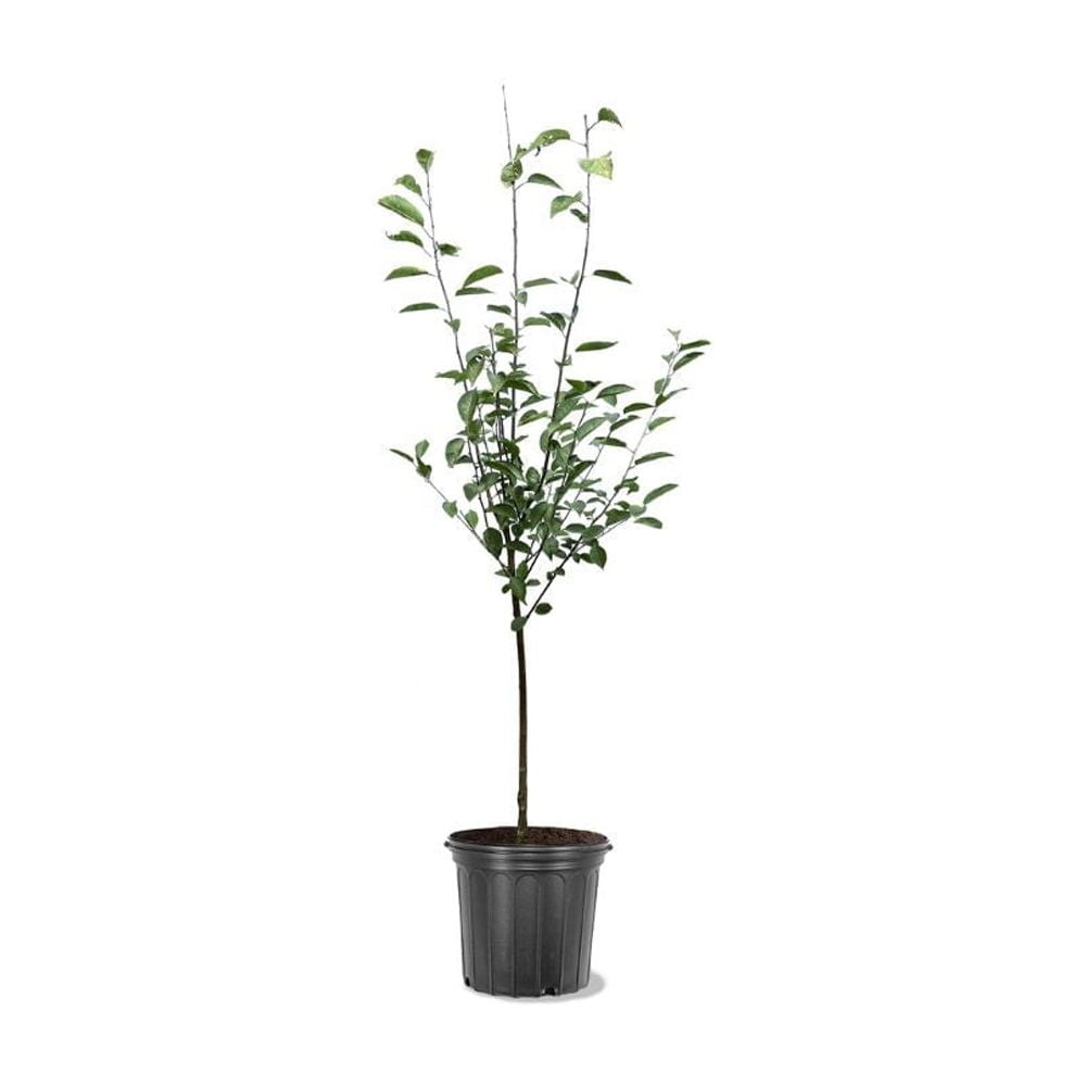 Expert Gardener 2-3 ft tall Montmorency Fruiting Cherry Live Tree in 5-Gallon Grower Pot