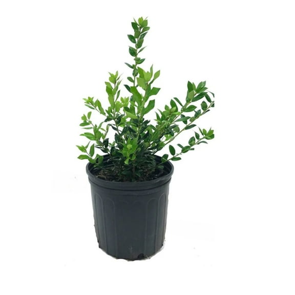 Expert Gardener 18-24 in. tall Needle Point Holly Live Tree in 3-Gallon Grower Pot