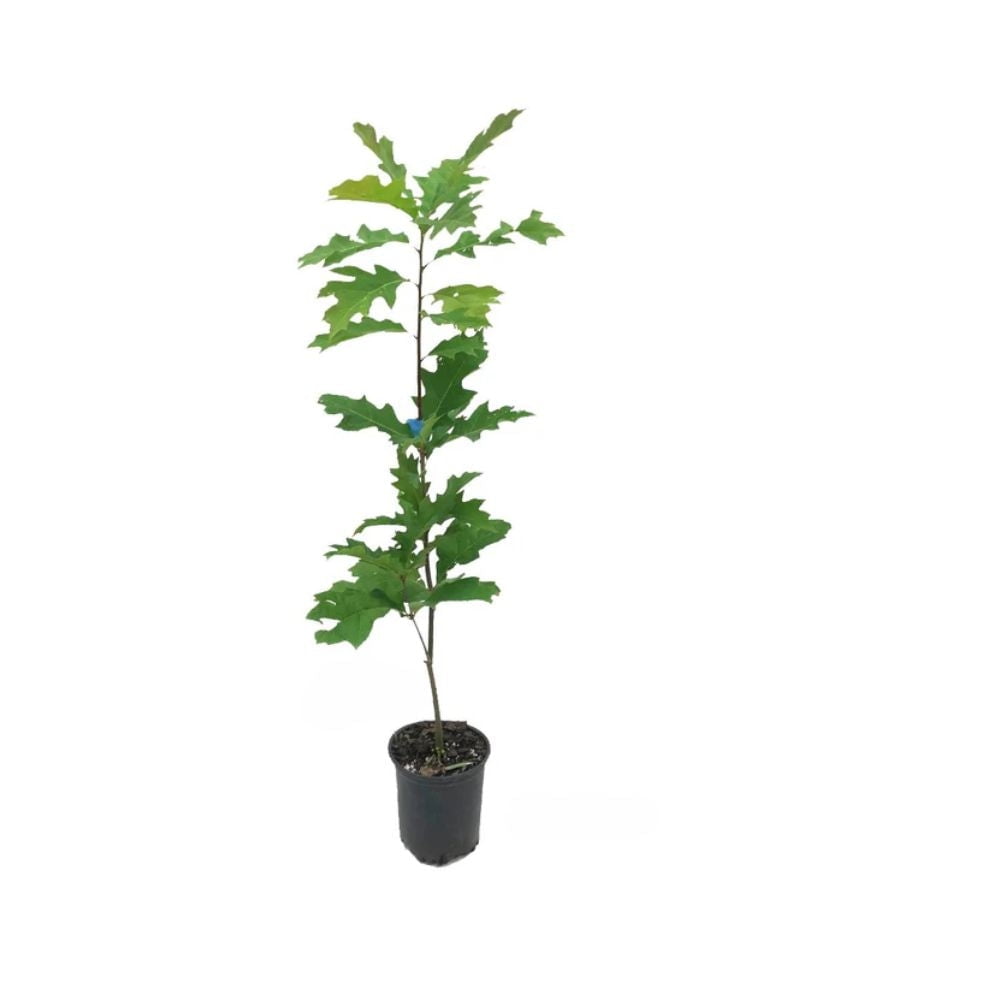Expert Gardener 2-3 ft. tall Northern Red Oak Live Tree in 5-Gallon Grower Pot