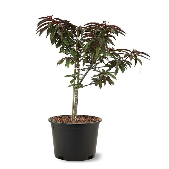 Expert Gardener 2-3 ft tall Bonfire Patio Peach Live Tree in 5-Gallon Grower Pot