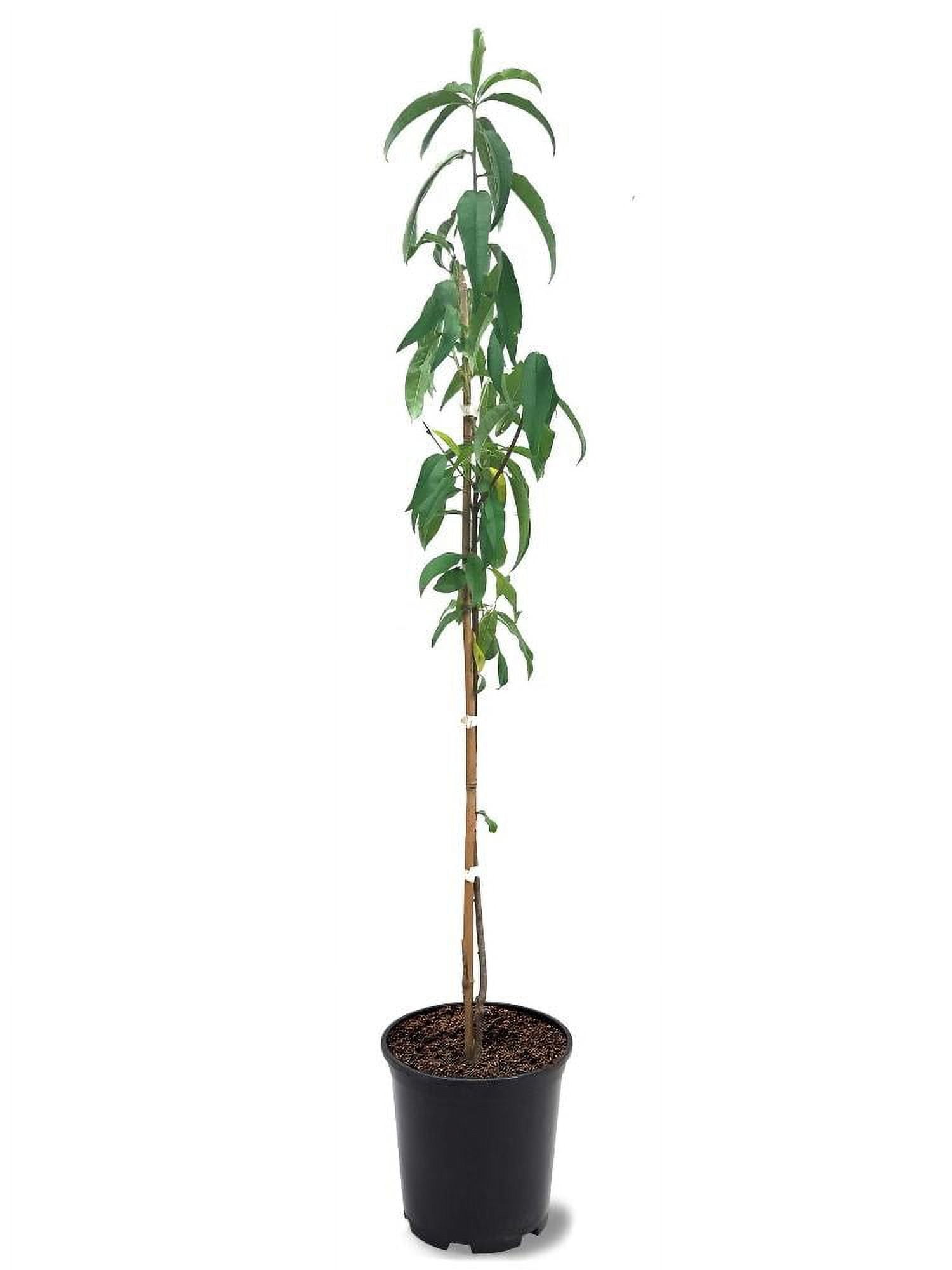 Expert Gardener 2-3 ft. tall Norman Peach Live Tree in 5-Gallon Grower Pot
