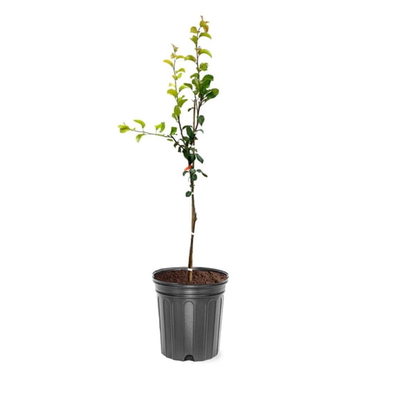 Expert Gardener 2-3 ft tall Baldwin European Pear Live Tree in 5-Gallon Grower Pot