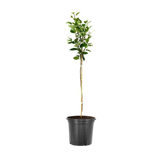Expert Gardener 2-3 ft tall Bartlett European Pear Live Tree in 5-Gallon Grower Pot