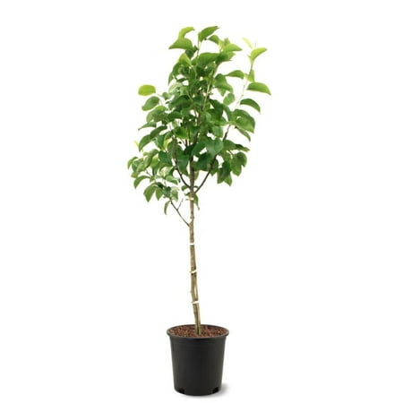 Expert Gardener 2-3 ft tall Hood European Pear Live Tree in 5-Gallon Grower Pot
