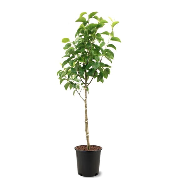 Expert Gardener 2-3 ft tall Hood European Pear Live Tree in 5-Gallon Grower Pot