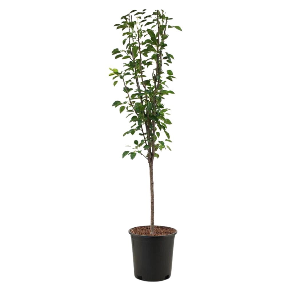 Expert Gardener 2-3 ft tall Pineapple European Pear Live Tree in 5-Gallon Grower Pot