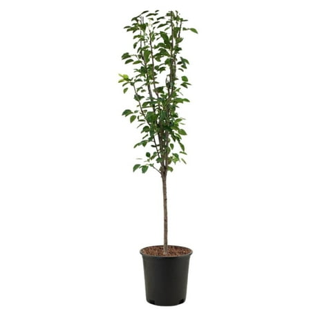 Expert Gardener 2-3 ft tall Pineapple European Pear Live Tree in 5-Gallon Grower Pot