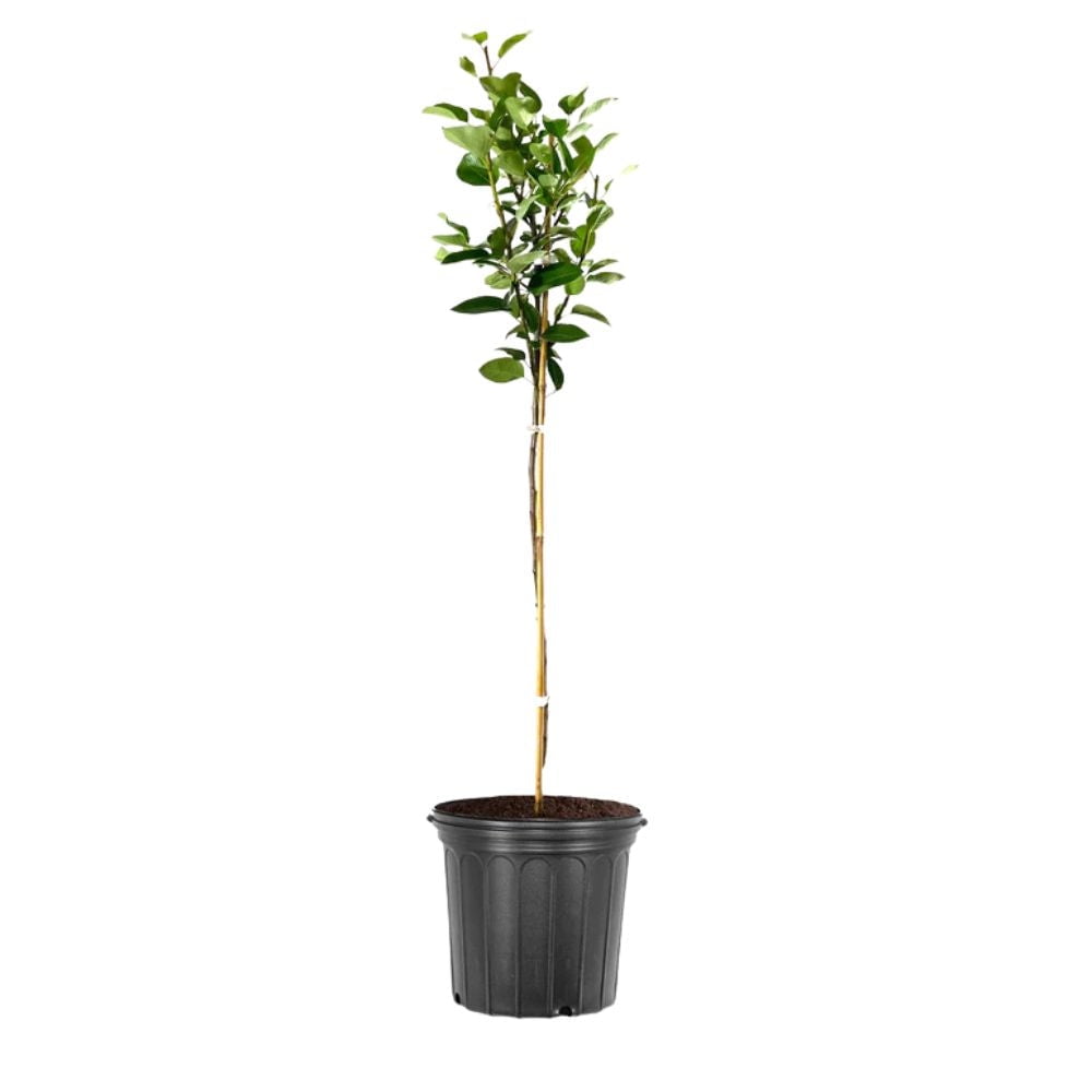 Expert Gardener Tenn European Pear Live Tree, 2-3 ft Tall, Grower Pot