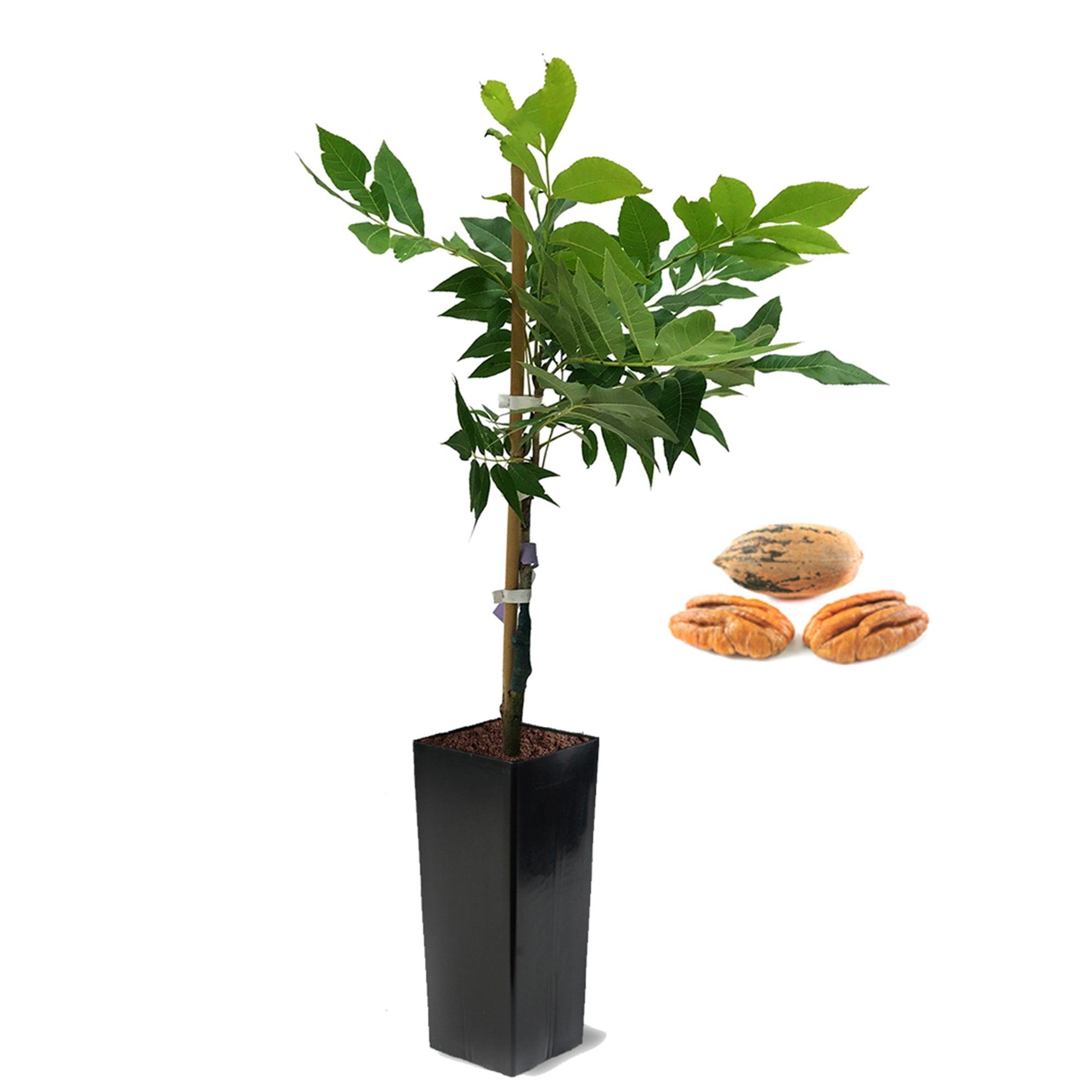 Expert Gardener 2-3 ft. tall Pawnee Pecan Live Tree in 5-Gallon Grower Pot