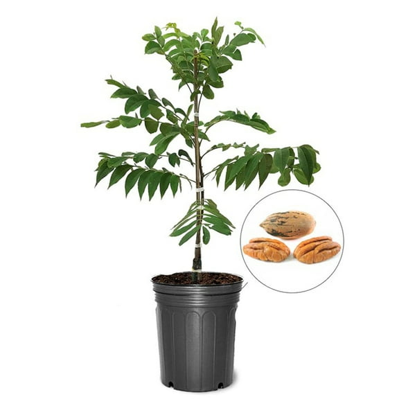 Expert Gardener 2-3 ft. tall Stuart Pecan Live Tree in 5-Gallon Grower Pot