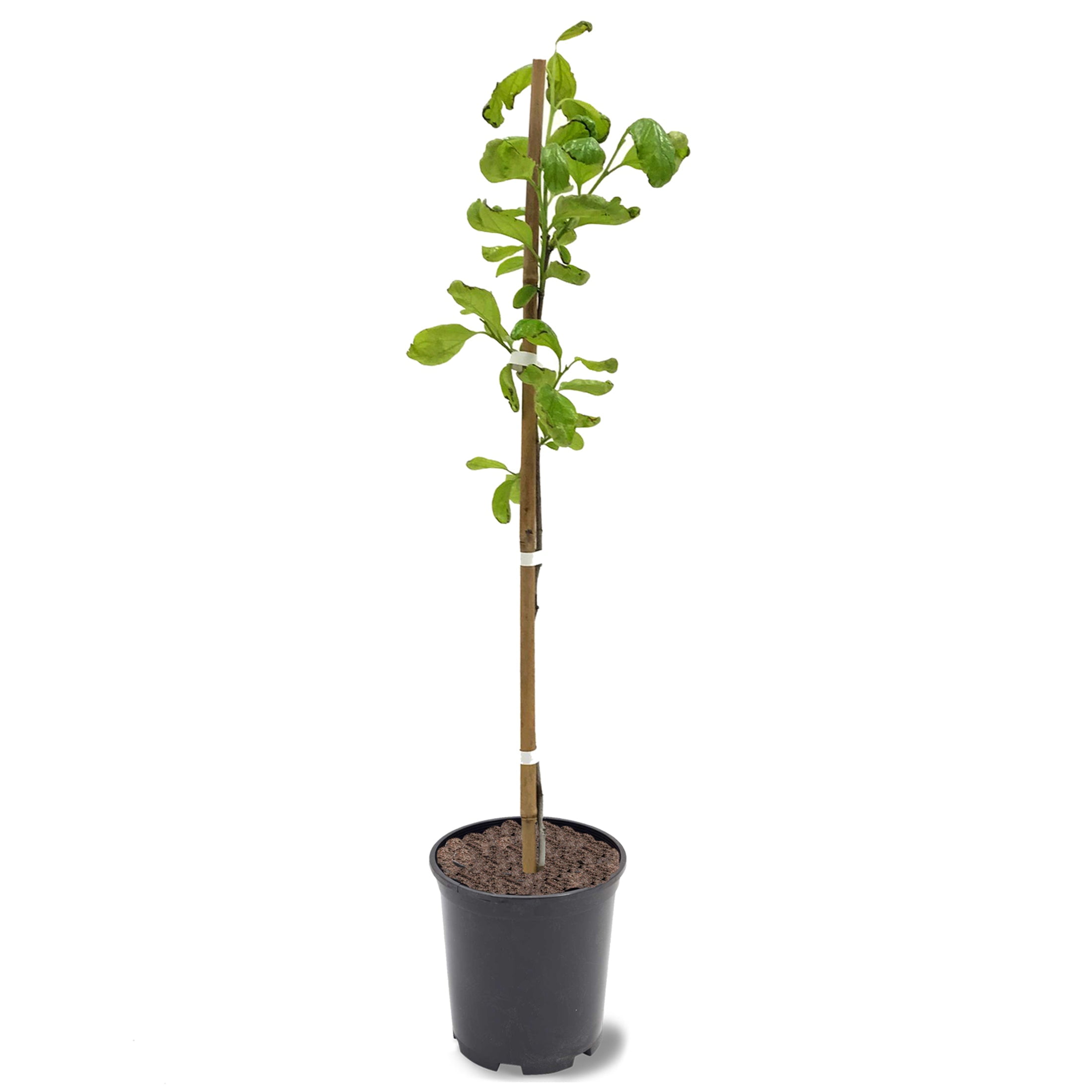 Expert Gardener 24" Orange Imoto Fuyu Persimmon Live Plants in 11" Grower Pot