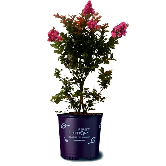 First Editions 1.5- 2 ft tall Plum Magic Crape Myrtle Live Tree in 3-Gallon Grower Pot