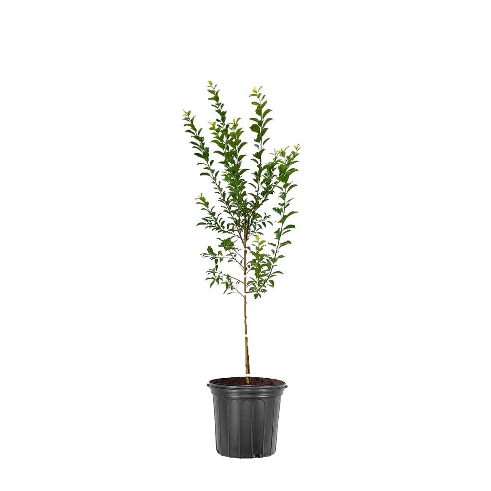 Expert Gardener 24" Red Tall Methley Plum Live Plants in 11" Grower Pot, Fruiting