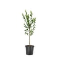 thumbnail image 1 of Expert Gardener 2-3 ft. tall Scarlet Beauty Plum Live Tree in 5-Gallon Grower Pot, 1 of 6