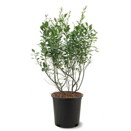 Expert Gardener 2-3 ft tall Powder Blue Rabbiteye Blueberry Live Shrub in 5-Gallon Grower Pot