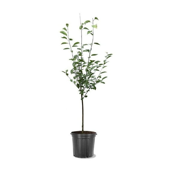 Expert Gardener 2-3' Rainier Sweet Fruiting Cherry Live Trees with 5 gal. Grower Pot