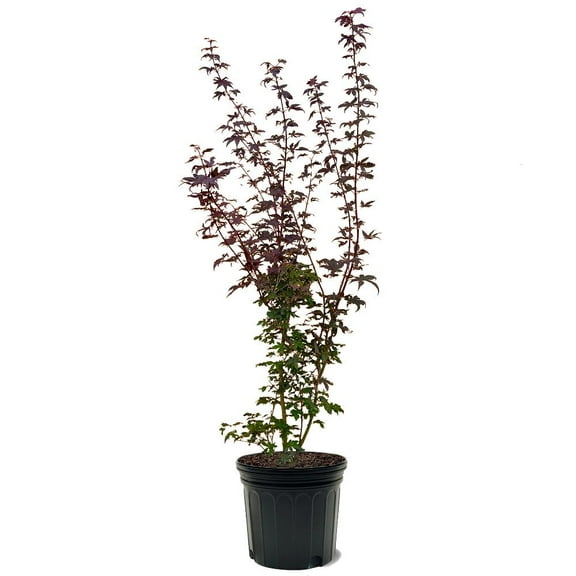 Expert Gardener 2-3 ft tall Red Maple Live Tree in 5-Gallon Grower Pot